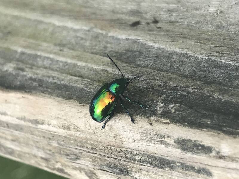 Iridescent green, yellow, and orange beetle on a weathered wooden fence board