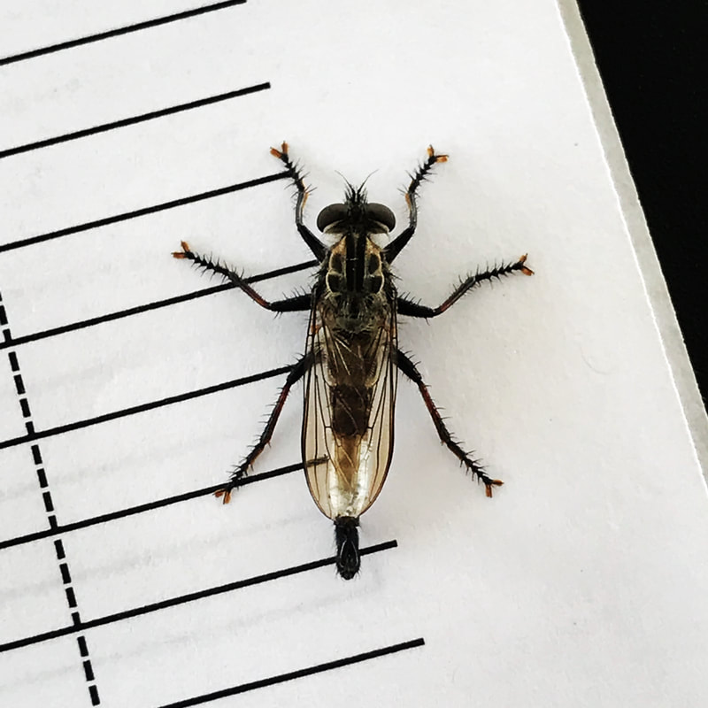 A robberfly extends its 6 legs and sits motionless on a white data sheet with black lines