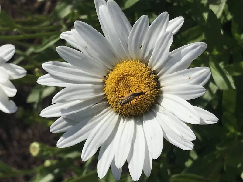 A cantharid beetle sits on a white-petaled flower with yellow center